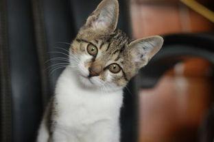 娱乐吃瓜小猫咪视频下载,揭秘热门娱乐视频幕后下载攻略